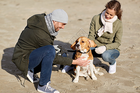 宠物,家畜人的快乐的夫妇与比格犬秋天的海滩秋天海滩上比格犬快乐的图片