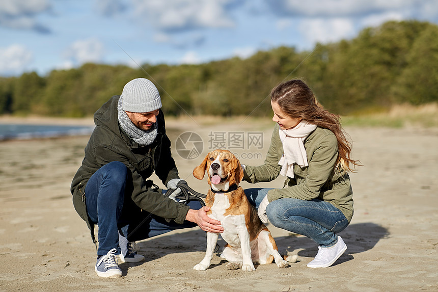 ‘~宠物,家畜人的快乐的夫妇与比格犬秋天的海滩秋天海滩上比格犬快乐的  ~’ 的图片