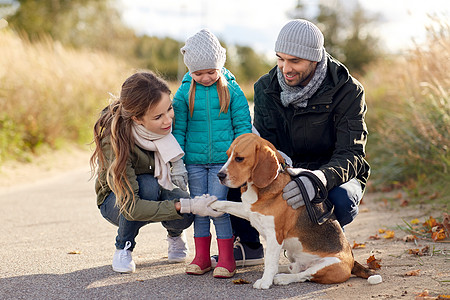 家庭,宠物人的快乐的母亲,父亲小女儿与比格犬秋天户外秋天比格犬户外快乐的家庭图片