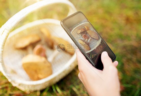 技术自然休闲秋天的森林里,女人用智能手机篮子里拍摄蘑菇特写女人拍蘑菇图片