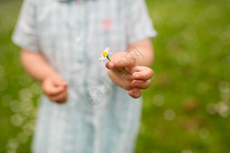 童,休闲人的小女婴的手握雏菊花夏天夏天小女孩握着雏菊花的手图片