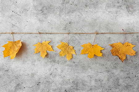 自然季节植物学干燥的秋天枫叶挂灰色的石头背景上枯落的秋天枫叶挂绳子上图片