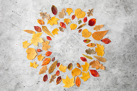 自然季节植物学灰色石材背景上同干落秋叶的圆形框架同干燥落叶的圆形框架图片