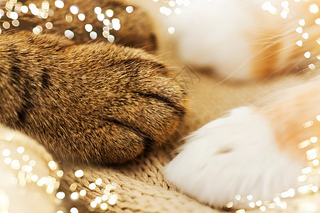 宠物两只猫的爪子毯子上把两只猫的爪子贴毯子上图片