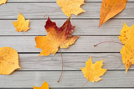 自然,季节植物学同的干落秋叶灰色木板背景灰色木板上干燥的秋叶图片