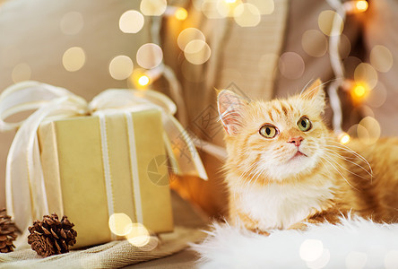 诞氛围下的宠物猫咪礼物图片