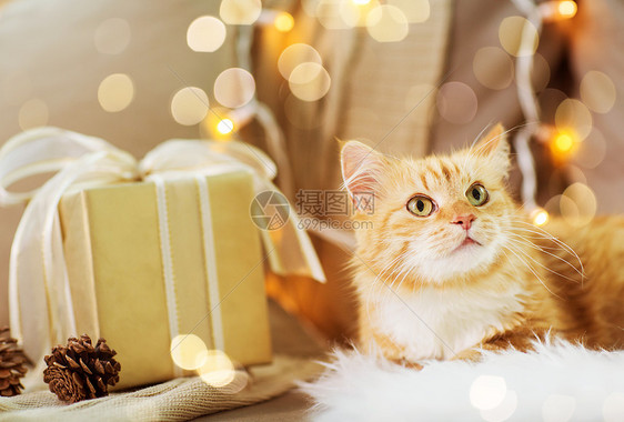 诞氛围下的宠物猫咪礼物图片