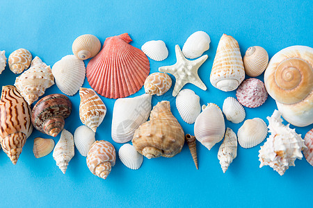 蓝色背景上排列整齐的贝壳图片