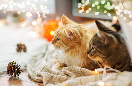 宠物,诞节潮湿的两只猫躺窗台上,家里毯子两只猫躺窗台上,家里毯子图片