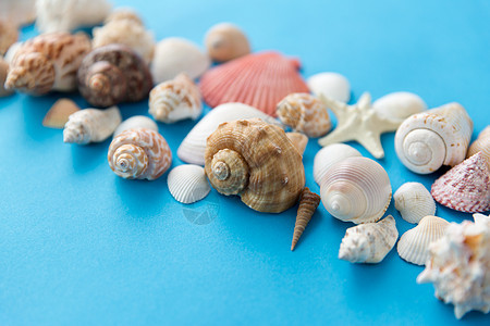 海豹夏季同的贝壳蓝色背景蓝色背景上的同贝壳图片