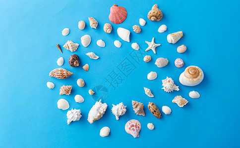海豹夏季蓝色背景上同贝壳的框架蓝色背景上同海壳的框架图片