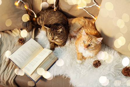 两只猫诞节躺着看书图片