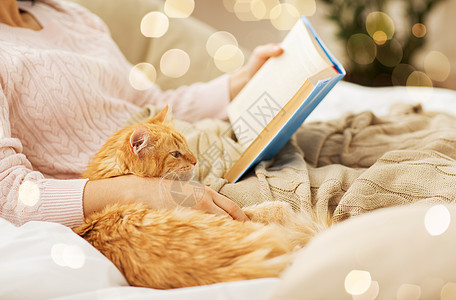 窝主人身边看书的猫咪背景图片