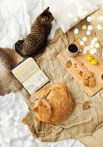 宠物,湿气家畜两只猫躺毯子上与书,柠檬茶燕麦饼干家里秋天秋天,两只猫躺家里的毯子上图片