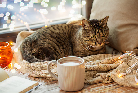 宠物,诞节Tabby猫躺窗台上,家里书花环灯泰比猫躺窗台上,家里书图片