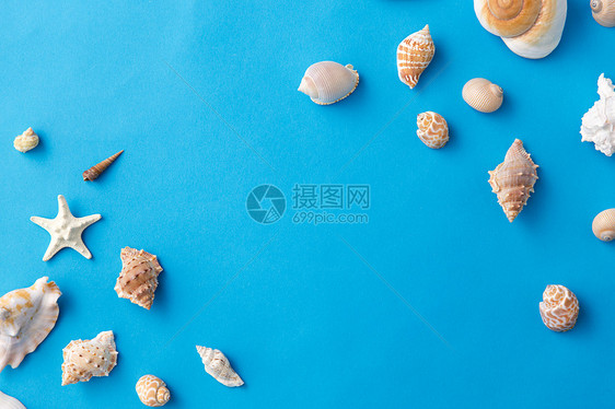 蓝色背景上的贝壳图片