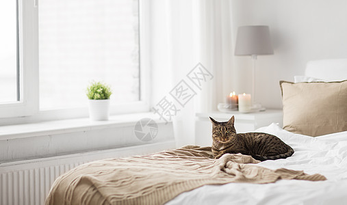 宠物,诞节家畜塔比猫躺床上与针羊毛毯家里冬天冬天,猫躺床上,家里毯子图片
