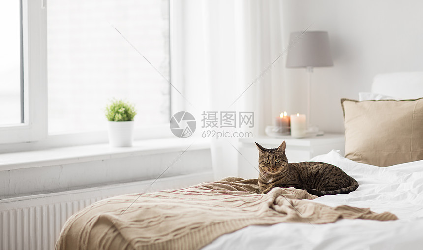 ‘~宠物,诞节家畜塔比猫躺床上与针羊毛毯家里冬天冬天,猫躺床上,家里毯子  ~’ 的图片