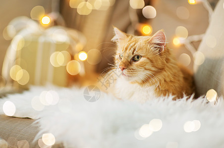 宠物,诞节红色塔比猫沙发上与礼物家里冬天沙发上的红色塔比猫,家里诞礼物图片