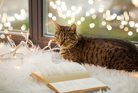 宠物,诞节Tabby猫躺窗台上,家里书花环灯泰比猫躺窗台上,家里书图片