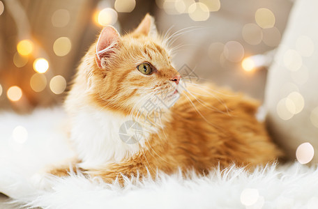 橘色猫地毯上背景图片