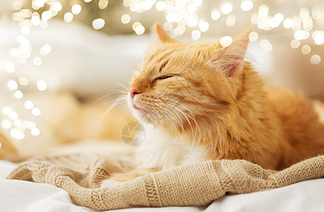 橘猫睡家里的毯子上图片
