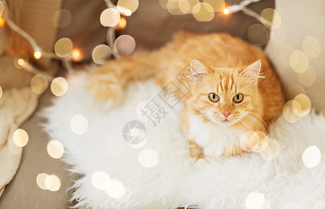 冬天沙发上的小猫图片