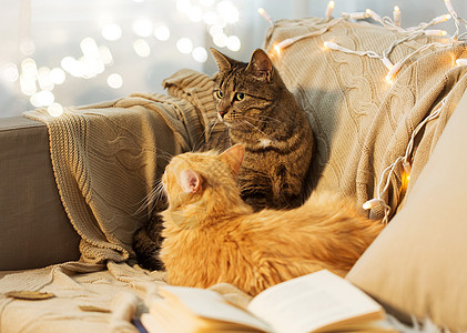 宠物,诞节潮湿的两只猫躺沙发上家里冬天两只猫躺家里的沙发上图片