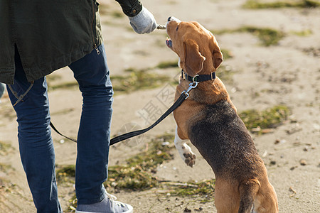 家庭,宠物,动物人的亲密的人玩比格犬海滩上靠近海滩上比格犬玩耍的人图片