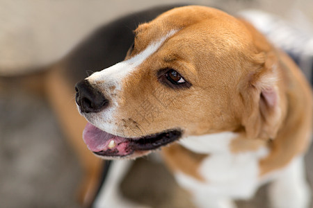 宠物动物的小猎犬的特写比格犬图片