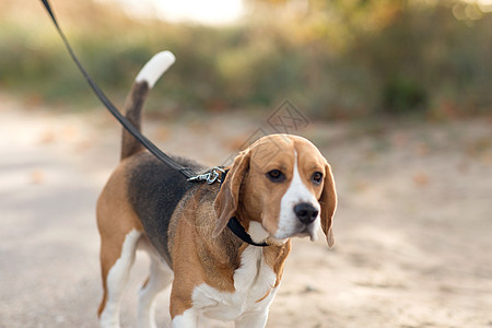 宠物动物的比格犬皮带上散步户外比格犬的皮带户外散步图片