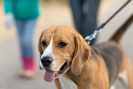 宠物动物的比格犬皮带上散步户外比格犬的皮带户外散步图片