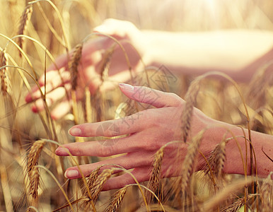 乡村,自然,暑假,农业人民的特写轻妇女的手触摸谷物领域的小穗把女人的手关谷物地里图片