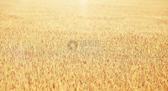 自然夏季收获农业用成熟黑麦小麦的小穗谷物田成熟黑麦小麦小穗的谷物田图片