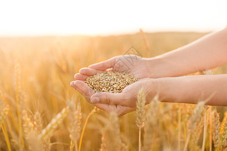 收获,自然,农业繁荣的手成熟的小麦谷物谷物田双手捧着成熟的麦粒谷物地里图片