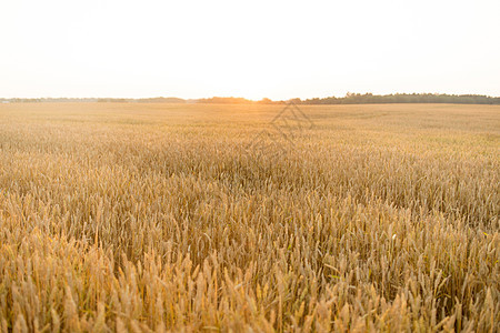 自然夏季收获农业成熟小麦小穗的谷物田成熟小麦小穗的谷物田图片