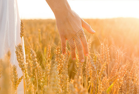 收获,自然,农业繁荣的轻的妇女谷物田触摸成熟的小麦尖刺她的手手触摸谷物场上的小麦穗子背景图片