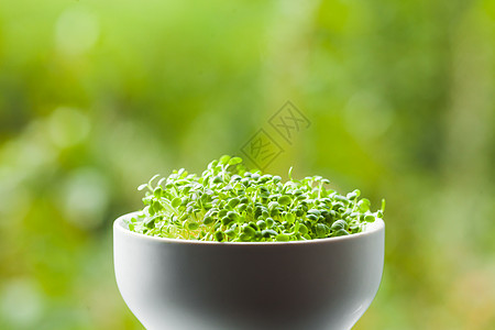 机微绿陶瓷碗中,针的绿色自然背景陶瓷碗中的机微绿图片
