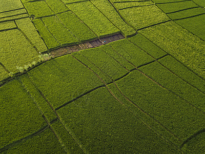 白天稻田的鸟瞰,巴厘岛,印度尼西亚图片