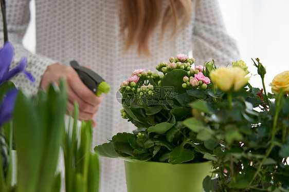 用喷雾妇女浇水植物图片