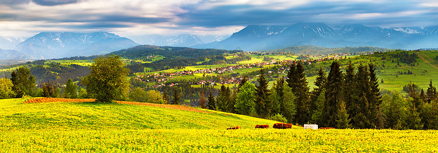 波兰春天塔特拉山全景山上绿色的蒲公英春草甸假期,欧洲旅行图片