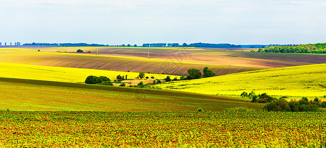 乡村景色的全景滚动农业领域春天的晴天盛开的科尔扎花图片