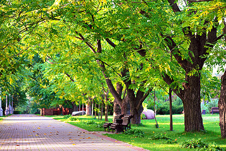 秋天的风景公园里美丽的秋天走道上的长凳曼丘里安核桃胡同阳光明媚的秋天图片
