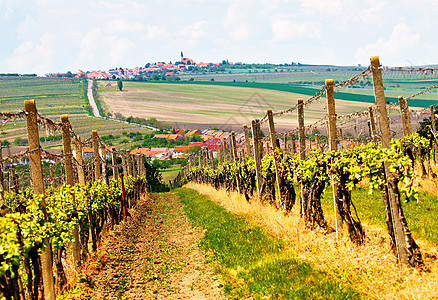 春天的乡村景观与绿色葡萄园城镇的背景捷克共国南莫拉维亚的葡萄葡萄园维尔克帕夫洛维镇图片