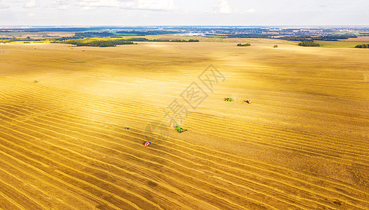 农业收割机收获金熟麦田俯视图片