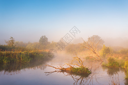 老干橡树躺水里秋雾乡村日出白俄罗斯尼曼河上阳光明媚的早晨图片