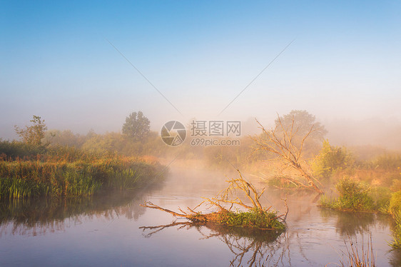 老干橡树躺水里秋雾乡村日出白俄罗斯尼曼河上阳光明媚的早晨图片