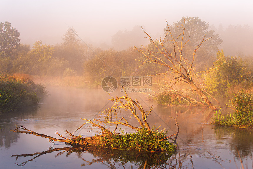 老干橡树躺水里秋雾乡村日出白俄罗斯尼曼河上阳光明媚的早晨图片