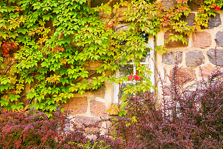 砖墙木窗野生葡萄的房子西古尔达,图拉达,欧洲,拉脱维亚图片
