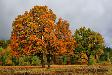 雨阴云密布的天空笼罩着薄雾草地上的橙色秋橡树金色的秋天景观森林里五颜六色的树背景图片